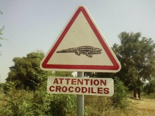 Attention crocodiles primo piano